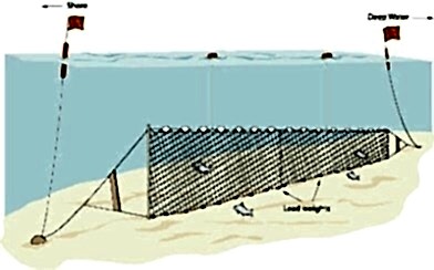 Yarı Profesyonel Sazan Ağı 50 Metre 2 Numara İp Kalınlıklı
