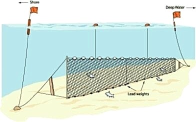 Yarı Profesyonel Sazan Ağı 100 Metre 0,20 mm Misina