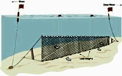 Yarı Profesyonel Sazan Ağı 50 Metre 0,20 mm Misina