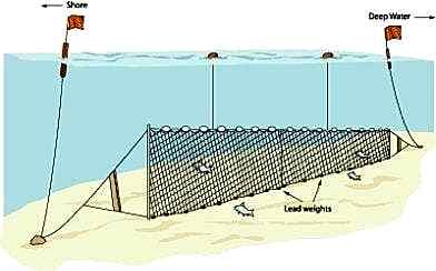 Fanyalı Profesyonel Sazan Ağı 50 Metre 2 Numara İp Kalınlıklı