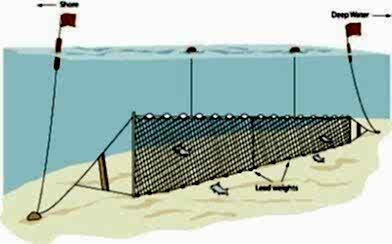 Fanyalı Profesyonel Sazan Ağı 100 Metre 0,20 mm Misina