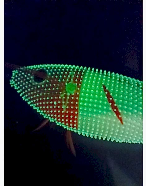 Captain 3028 Kalamar Zokası 8cm Toto Zogga Glow Deri Kaplama