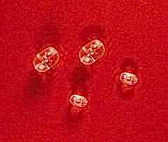 Lineaeffe Şeffaf Boncuk 20 adet